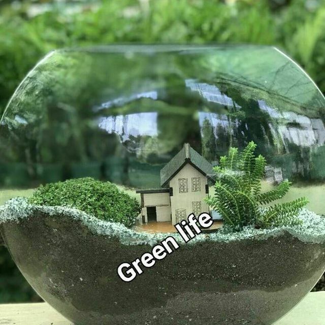 گل و گیاه آپارتمانی زندگی سبز